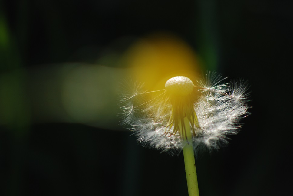 Pusteblume im Gegenlicht — Naturfotografie Armin Torbecke