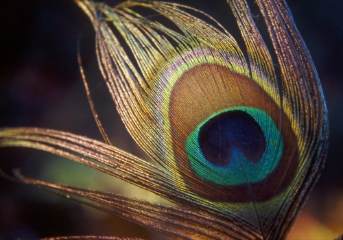 Pfauenfeder — Naturfotografie Armin Torbecke
