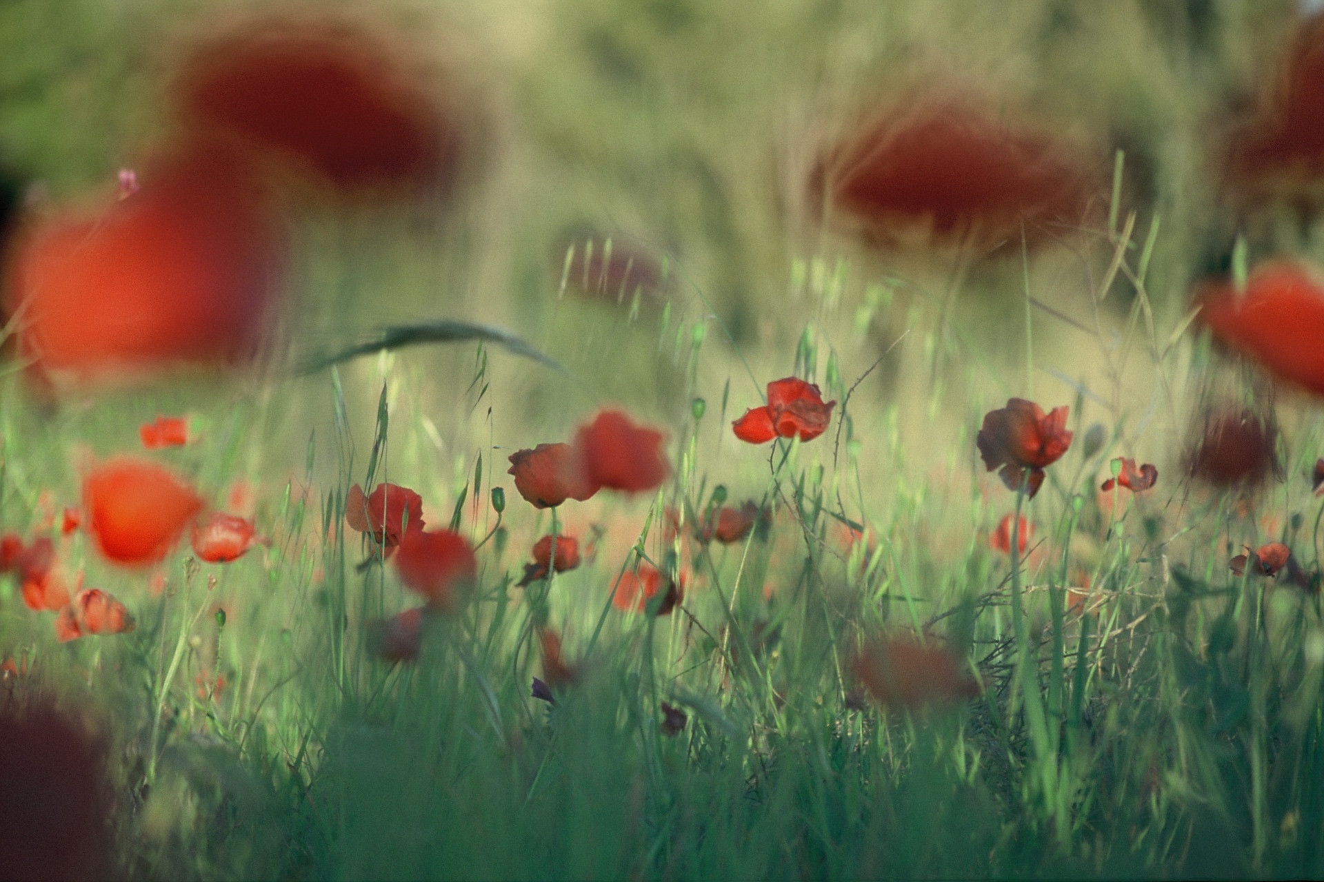 Mohnblumen im Feld — Naturfotografie Armin Torbecke