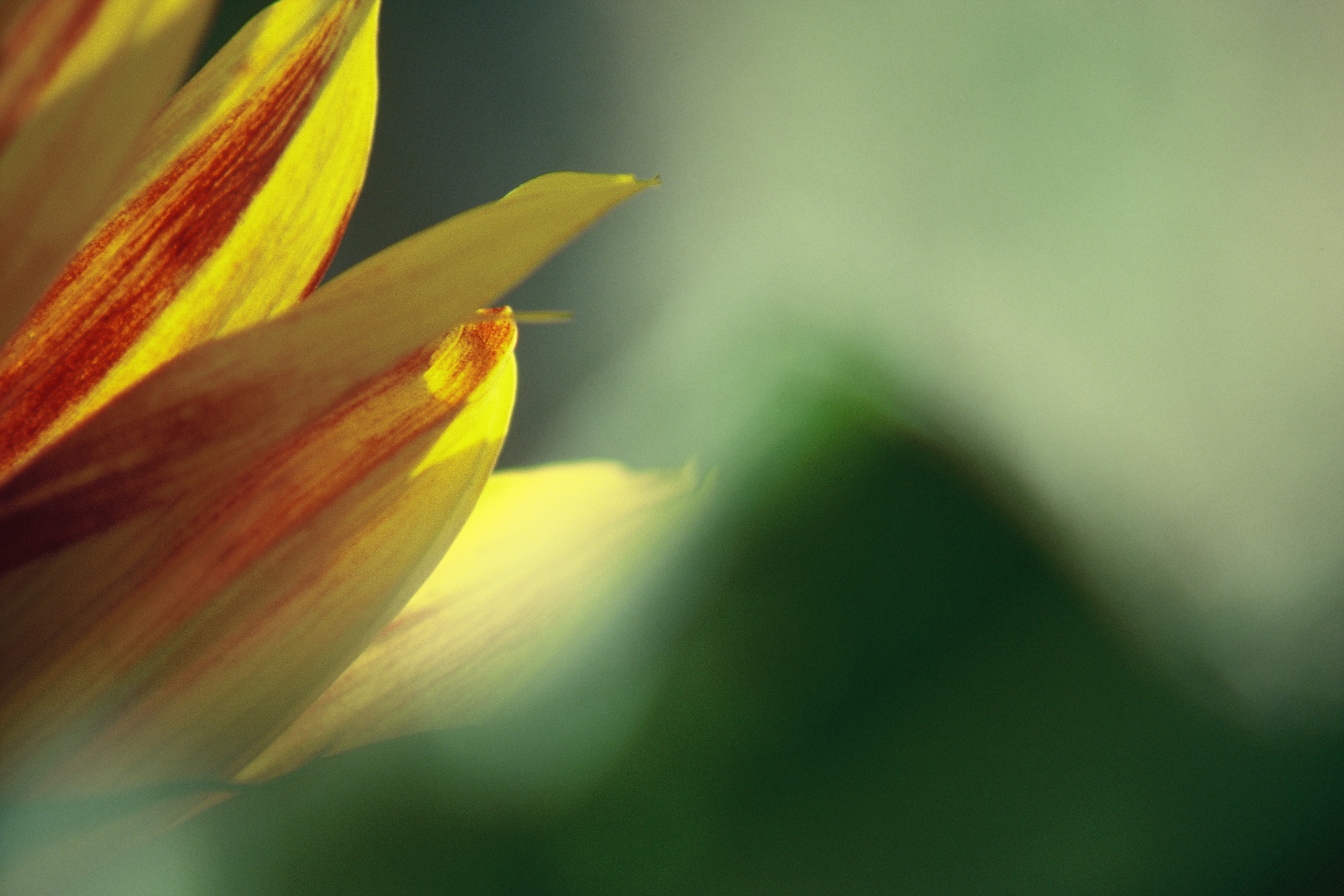Sonnenblumen-Detail — Naturfotografie Armin Torbecke
